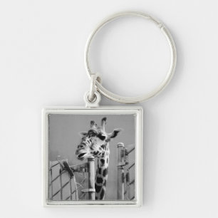 Giraffe behind Fence Black & White Photograph Key Ring