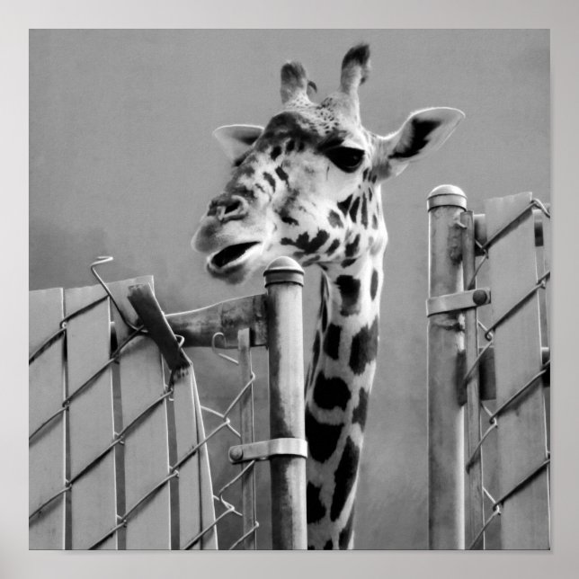 Giraffe behind Fence Black & White Photograph Poster (Front)