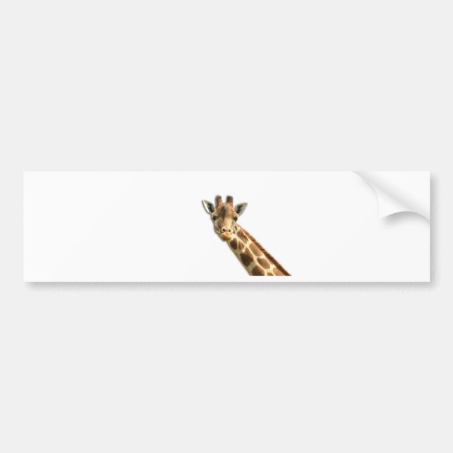 Giraffe Bumper Sticker (Front)