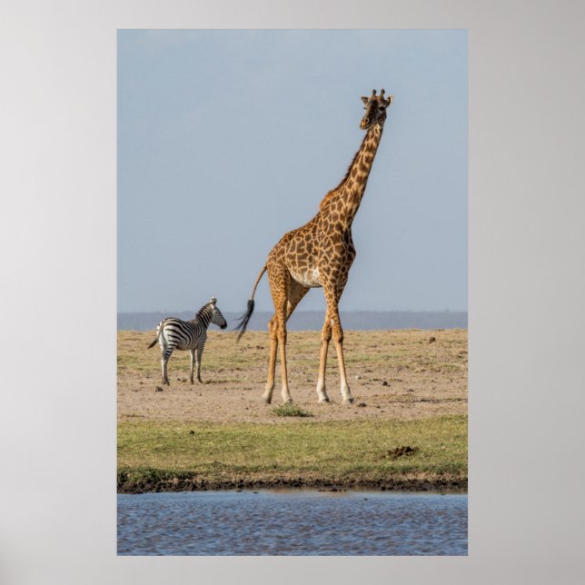 Giraffe by a Waterhole Poster (Front)