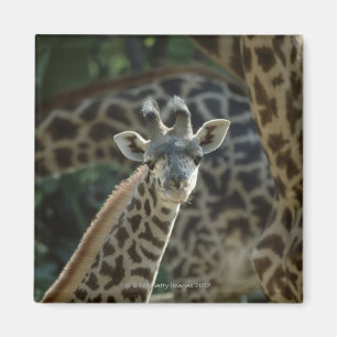 Giraffe calf with giraffes magnet