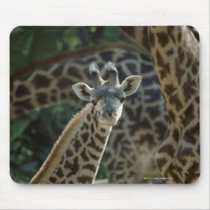 Giraffe calf with giraffes mouse mat