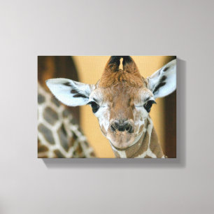 Giraffe Canvas Print