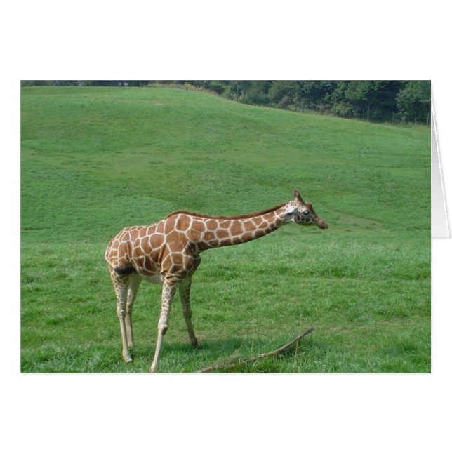 Giraffe Card! (Front Horizontal)