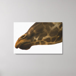 Giraffe,close up canvas print