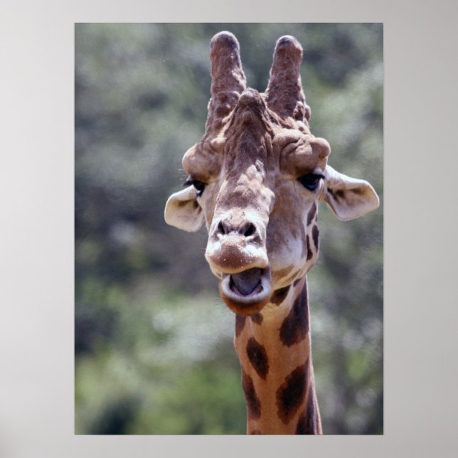 Giraffe Closeup Poster (Front)