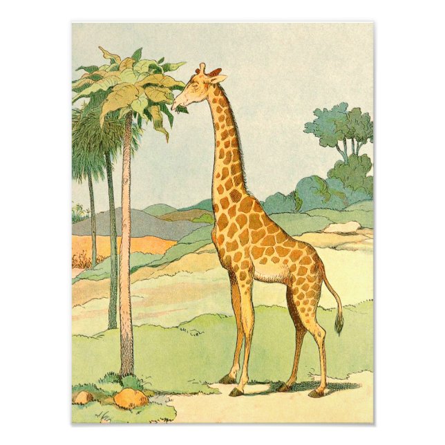 Giraffe Eating Acacia Leaves Illustrated Photo Print (Front)