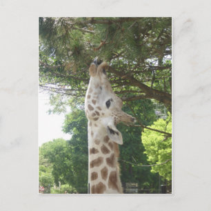 Giraffe Eating Leaf Postcard