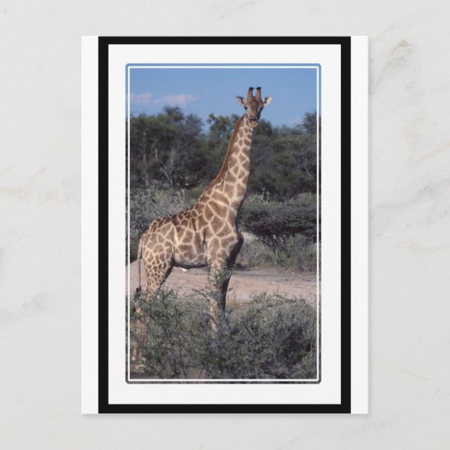 Giraffe - Etosha National Park, Namibia Postcard (Front)