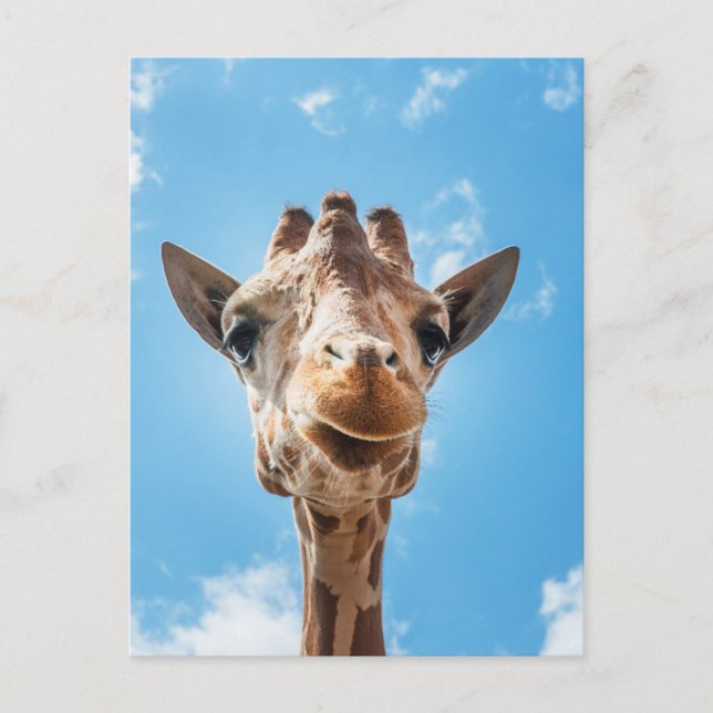 Giraffe Face Close-up Photo Postcard (Front)