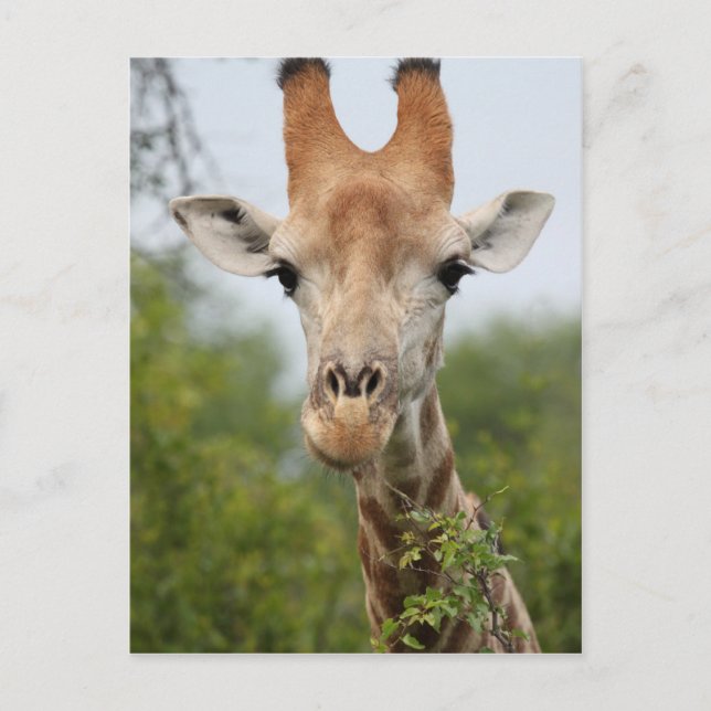 Giraffe Face Postcard (Front)