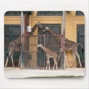 Giraffe Family Mouse Mat