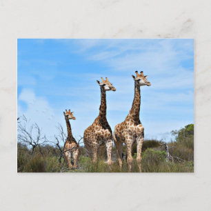 Giraffe Family Postcard