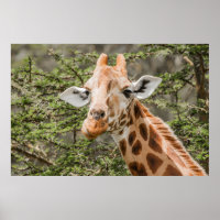 Giraffe feeding on Acacia branches