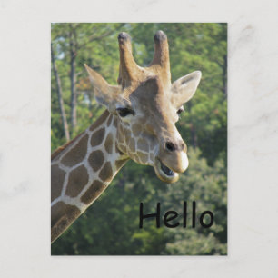Giraffe Friendly Hello Postcard