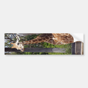 Giraffe Friends Bumper Sticker