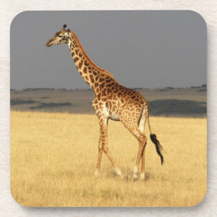 Giraffe full body Africa African Animals Coaster