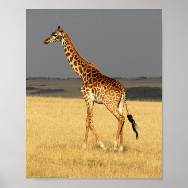 Giraffe full body Africa African Animals Poster (Front)