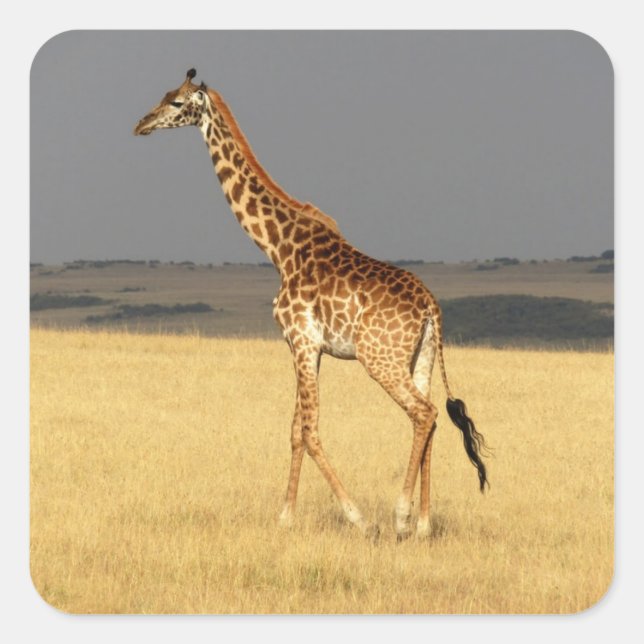 Giraffe full body Africa African Animals Square Sticker (Front)