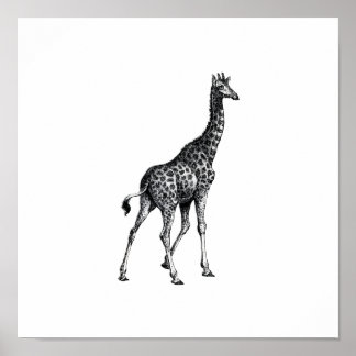 Giraffe full body animal vintage drawing design poster