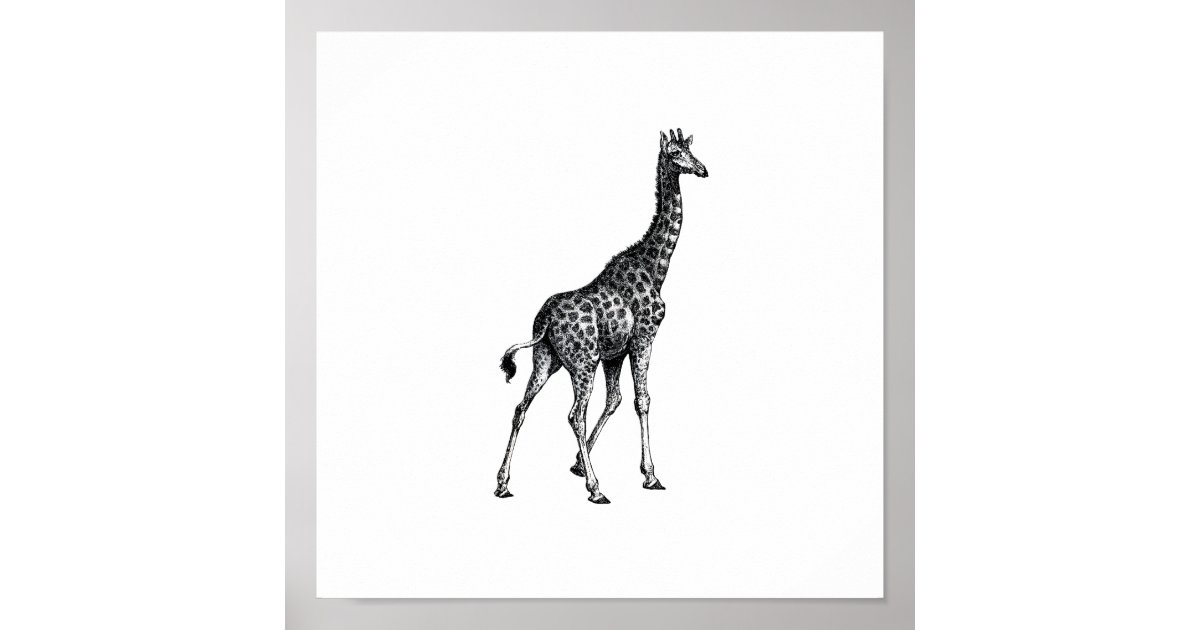Giraffe full body animal vintage drawing design poster | Zazzle