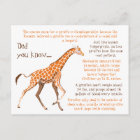 Giraffe Fun Facts Wildlife