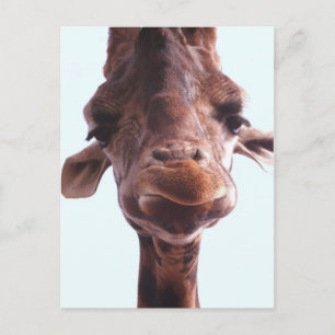 Giraffe Funny Face Postcard