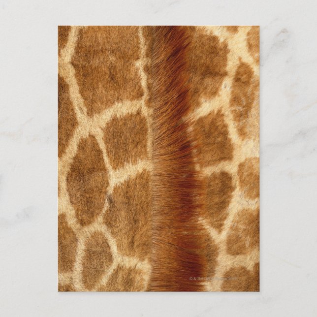 Giraffe Fur Postcard (Front)