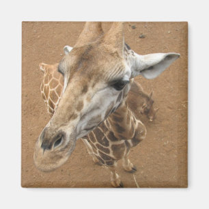 Giraffe Gaze Magnet