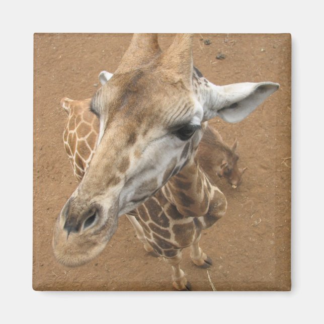 Giraffe Gaze Magnet (Front)