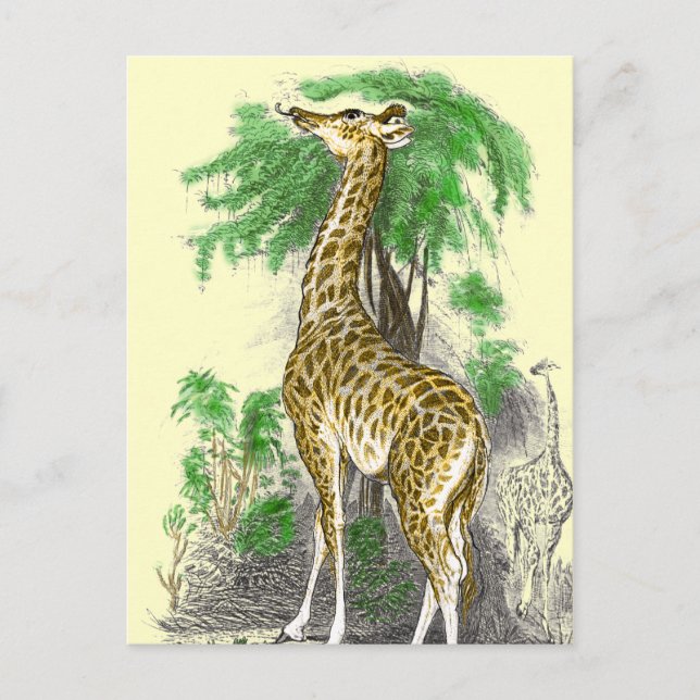Giraffe Gifts Postcard (Front)