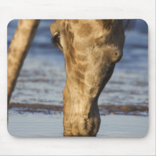 Giraffe (Giraffa Camelopardalis) drinking water Mouse Mat