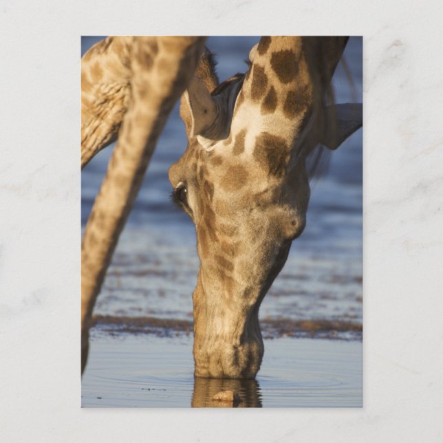 Giraffe (Giraffa Camelopardalis) drinking water Postcard (Front)