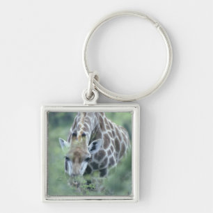 Giraffe (Giraffa camelopardalis) feeding on Key Ring