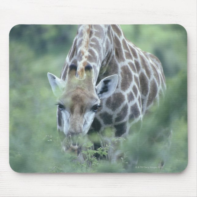 Giraffe (Giraffa camelopardalis) feeding on Mouse Mat (Front)