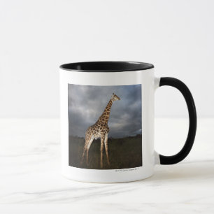 Giraffe (Giraffa camelopardalis) in dramatic Mug