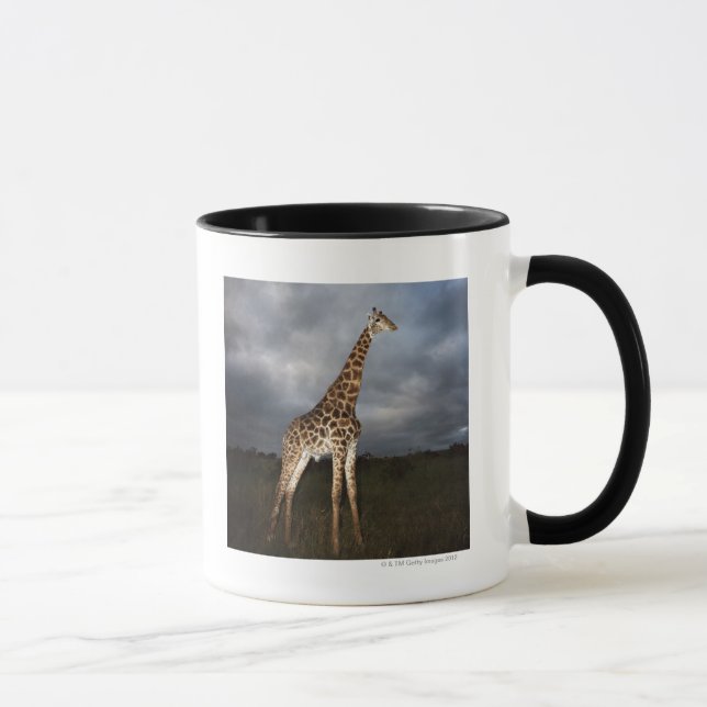Giraffe (Giraffa camelopardalis) in dramatic Mug (Right)