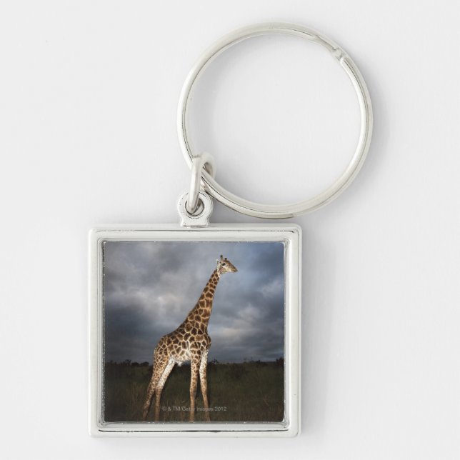 Giraffe (Giraffa camelopardalis) Key Ring (Front)