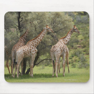 Giraffe, Giraffa camelopardalis, Kgalagadi 2 Mouse Mat