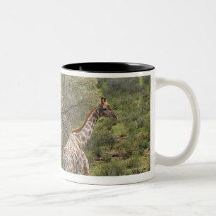 Giraffe, Giraffa camelopardalis, Kgalagadi 2 Two-Tone Coffee Mug