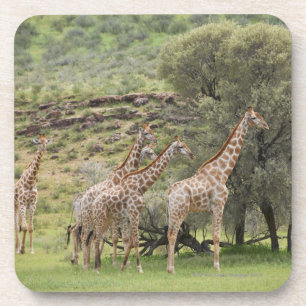 Giraffe, Giraffa camelopardalis, Kgalagadi 3 Coaster