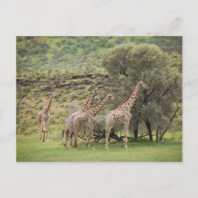 Giraffe, Giraffa camelopardalis, Kgalagadi 3 Postcard (Front)