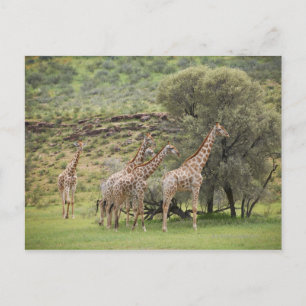 Giraffe, Giraffa camelopardalis, Kgalagadi 3 Postcard