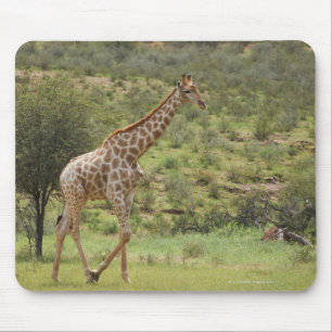 Giraffe, Giraffa camelopardalis, Kgalagadi Mouse Mat