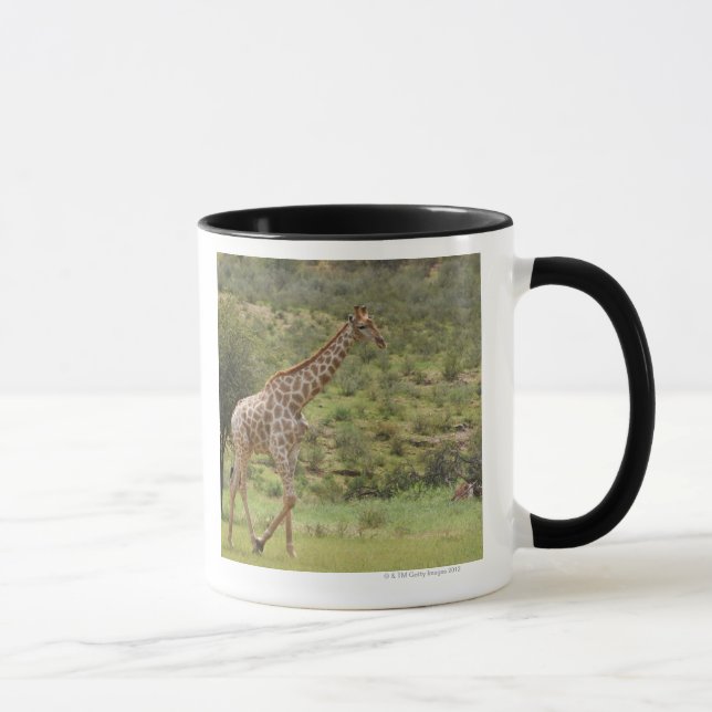 Giraffe, Giraffa camelopardalis, Kgalagadi Mug (Right)