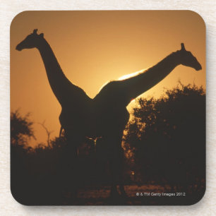 Giraffe (Giraffa camelopardalis) Pair Coaster