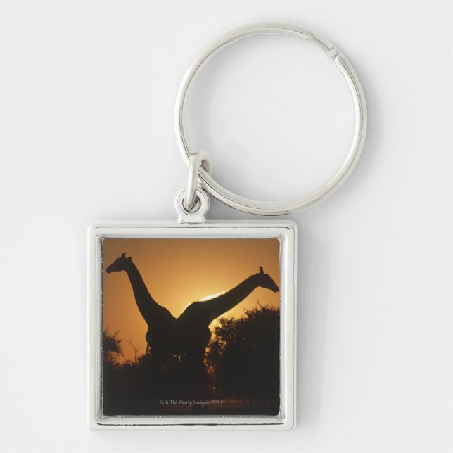 Giraffe (Giraffa camelopardalis) Pair Key Ring (Front)