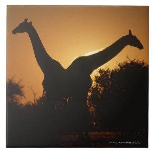 Giraffe (Giraffa camelopardalis) Pair Tile