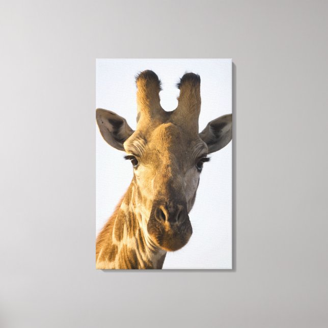 Giraffe (Giraffa camelopardalis) portrait Canvas Print (Front)