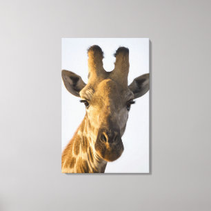 Giraffe (Giraffa camelopardalis) portrait Canvas Print